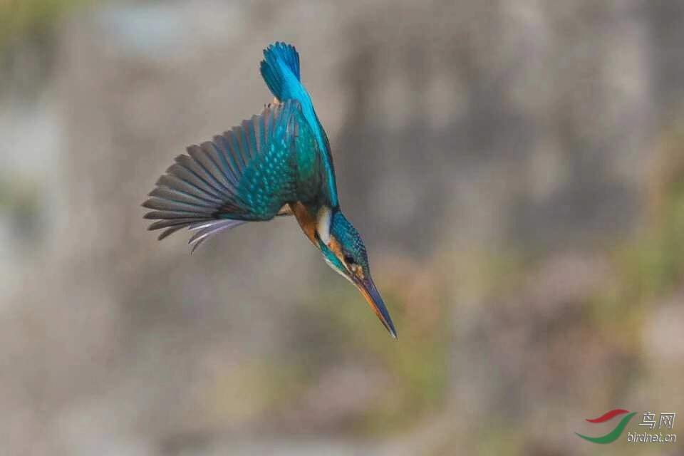 _201812031022192 (47).jpg