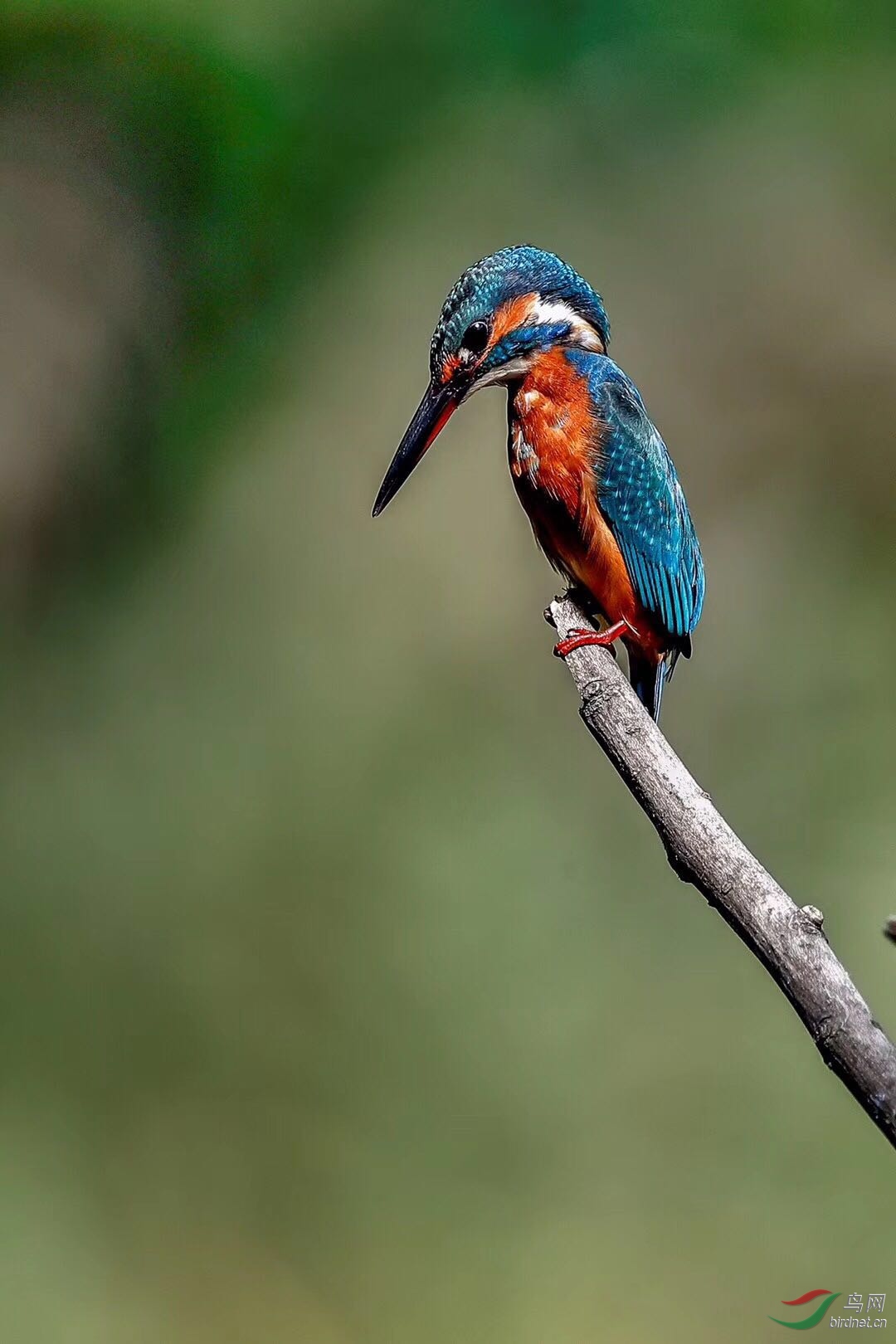 _201902111236516 (14).jpg