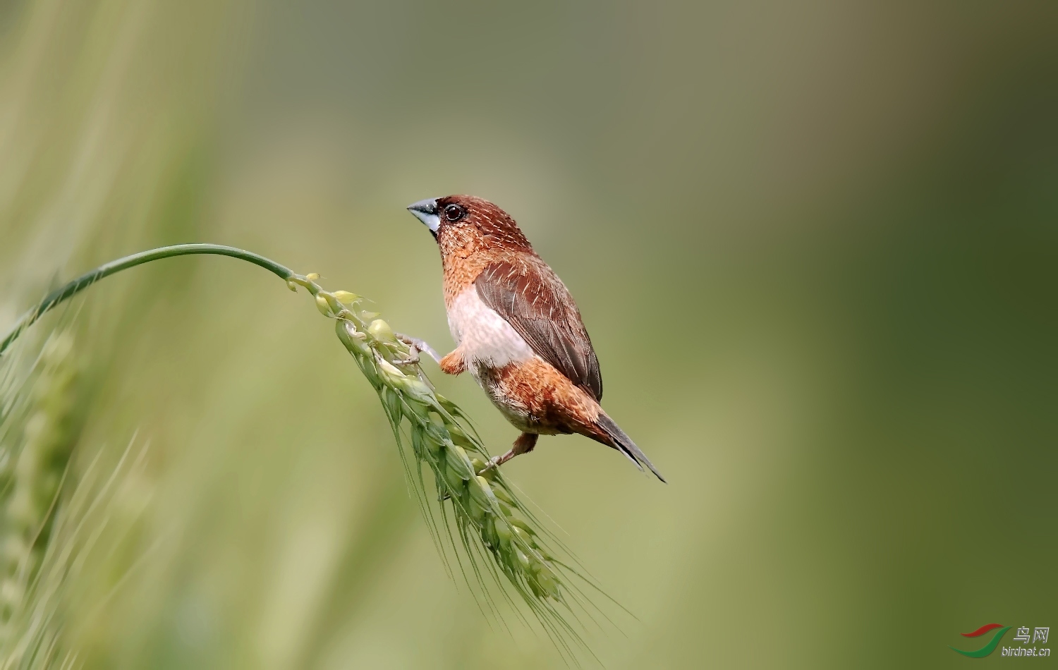 麦穗上的白腰文鸟
