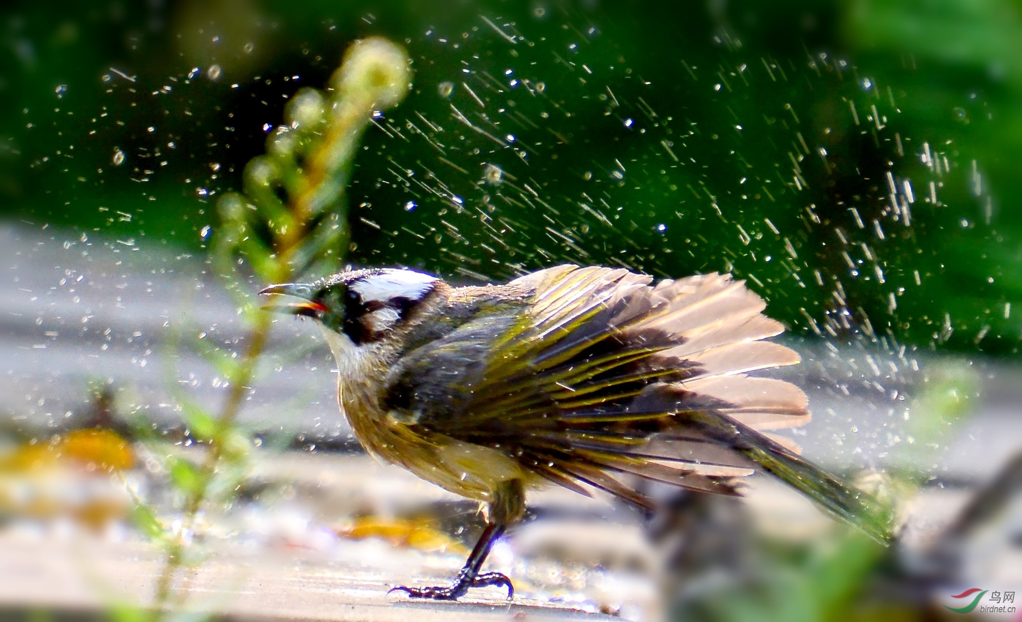 DSC_2585_conew1.jpg
