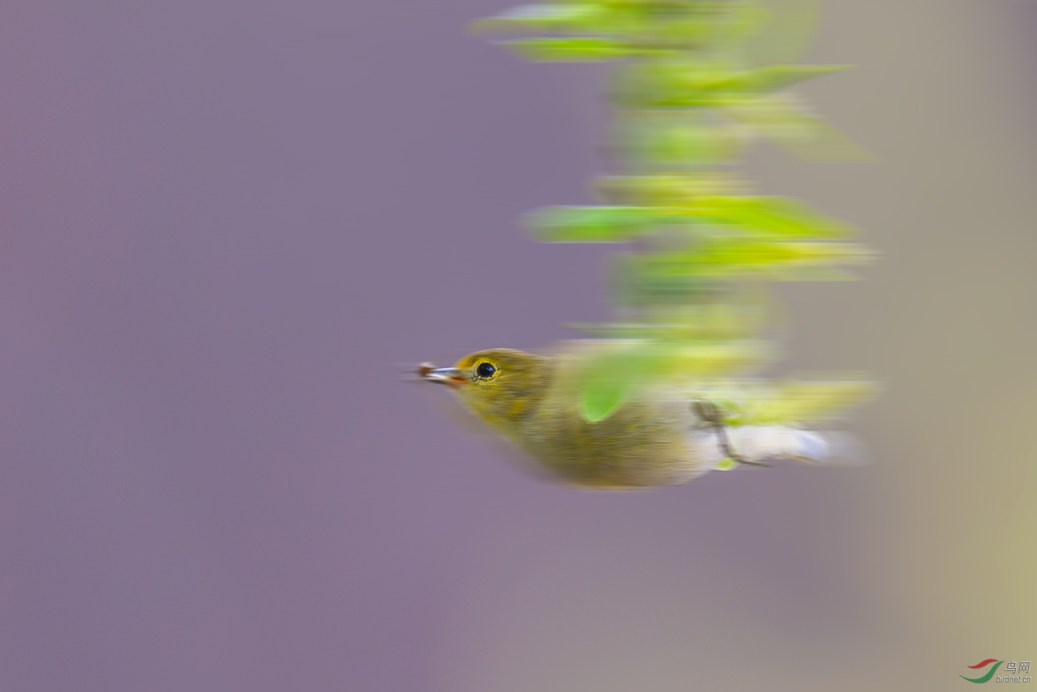 DSC_0038.jpg