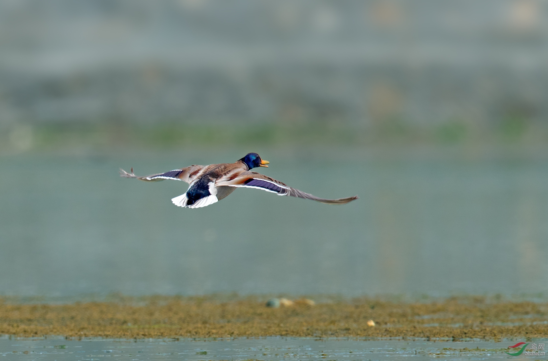 绿头鸭--飞了 - 河北版 hebei 鸟网