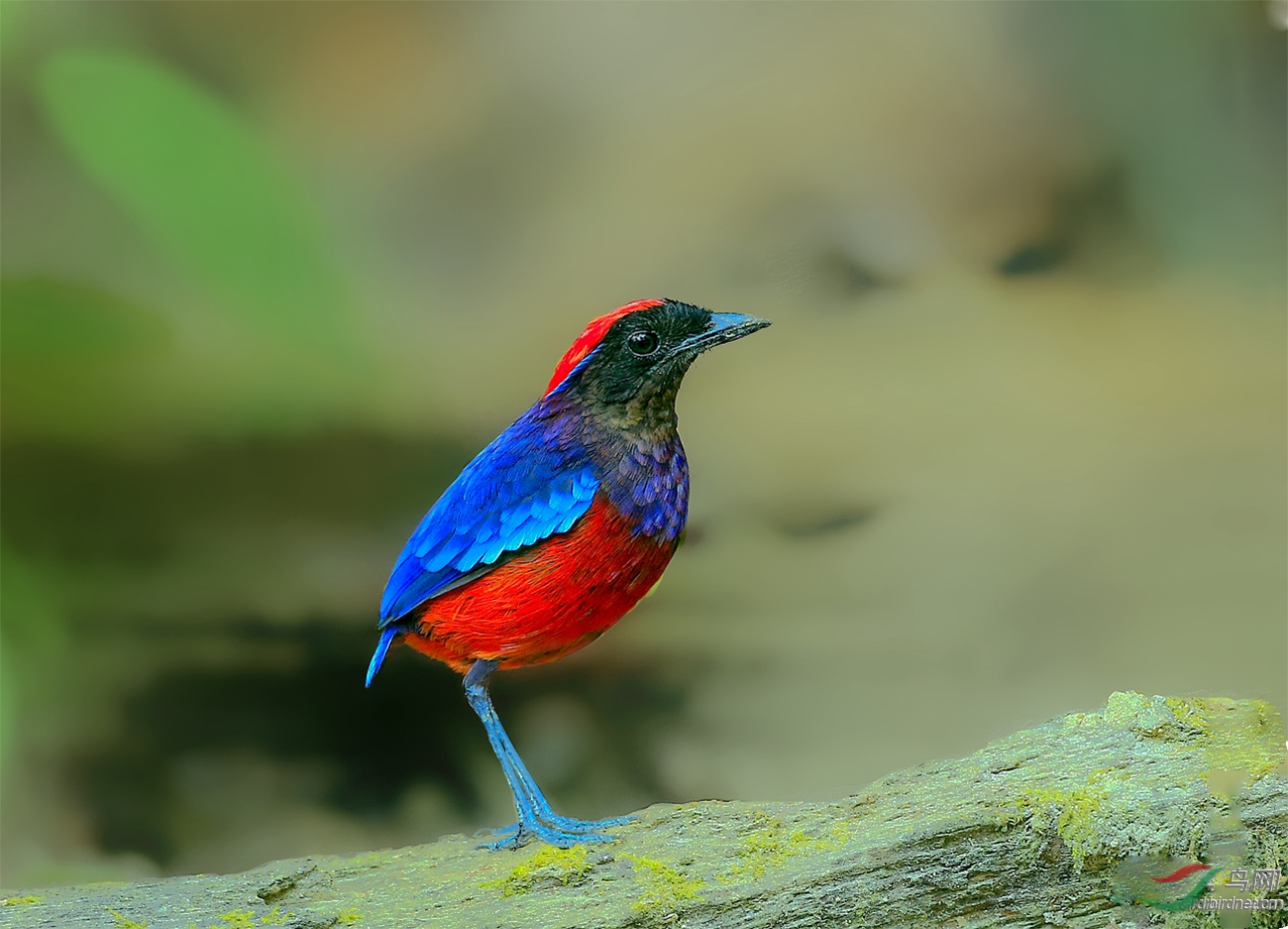 榴红八色鸫 - vip版 鸟网