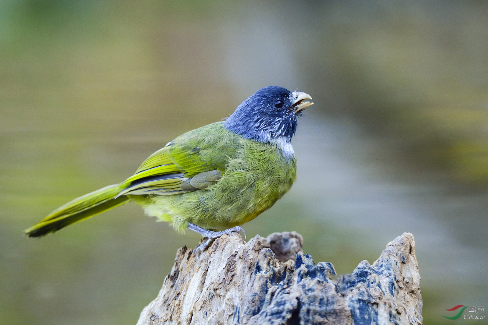 领雀嘴鹎 - 鲁南湖湾拍鸟群 鸟网