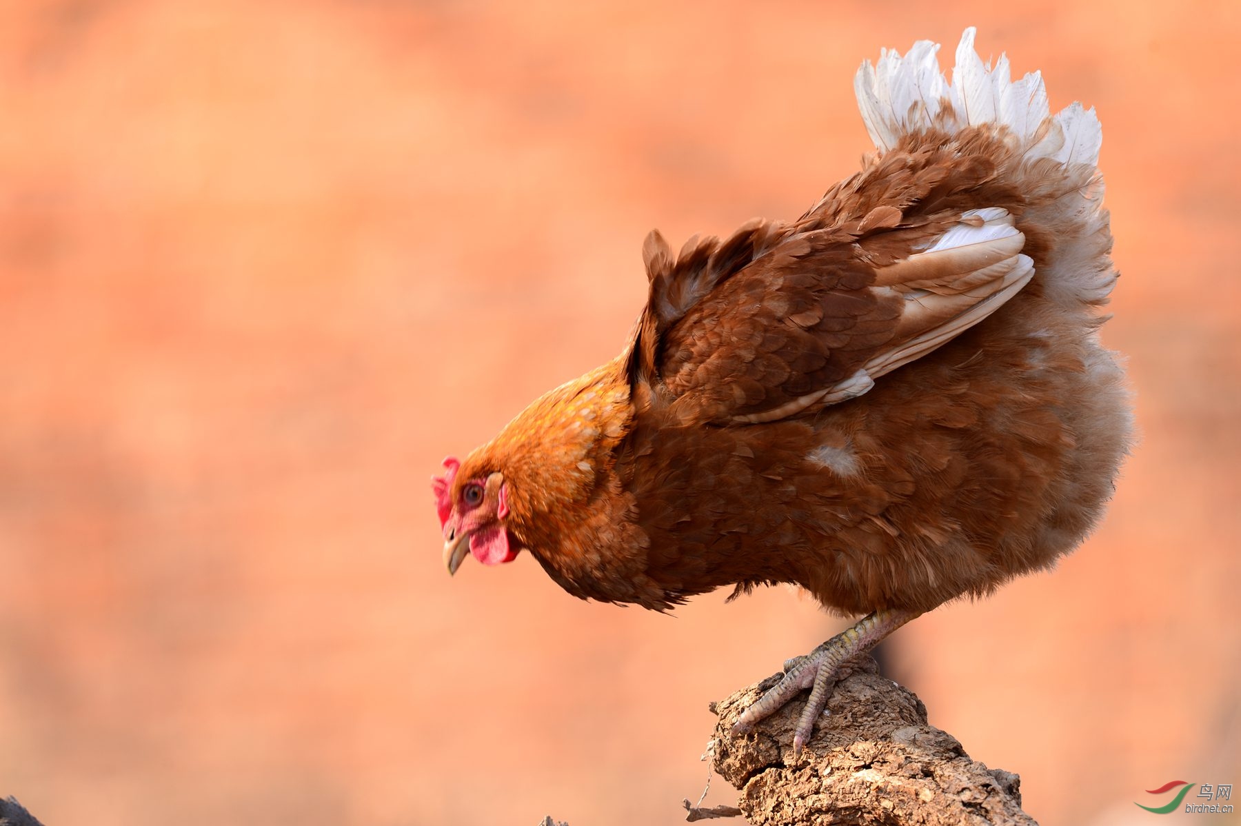 【视觉日记】家鸡