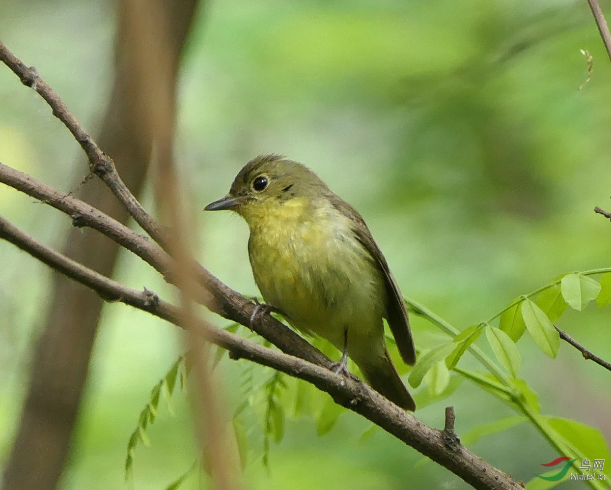 黄绿色小鸟请教鸟名