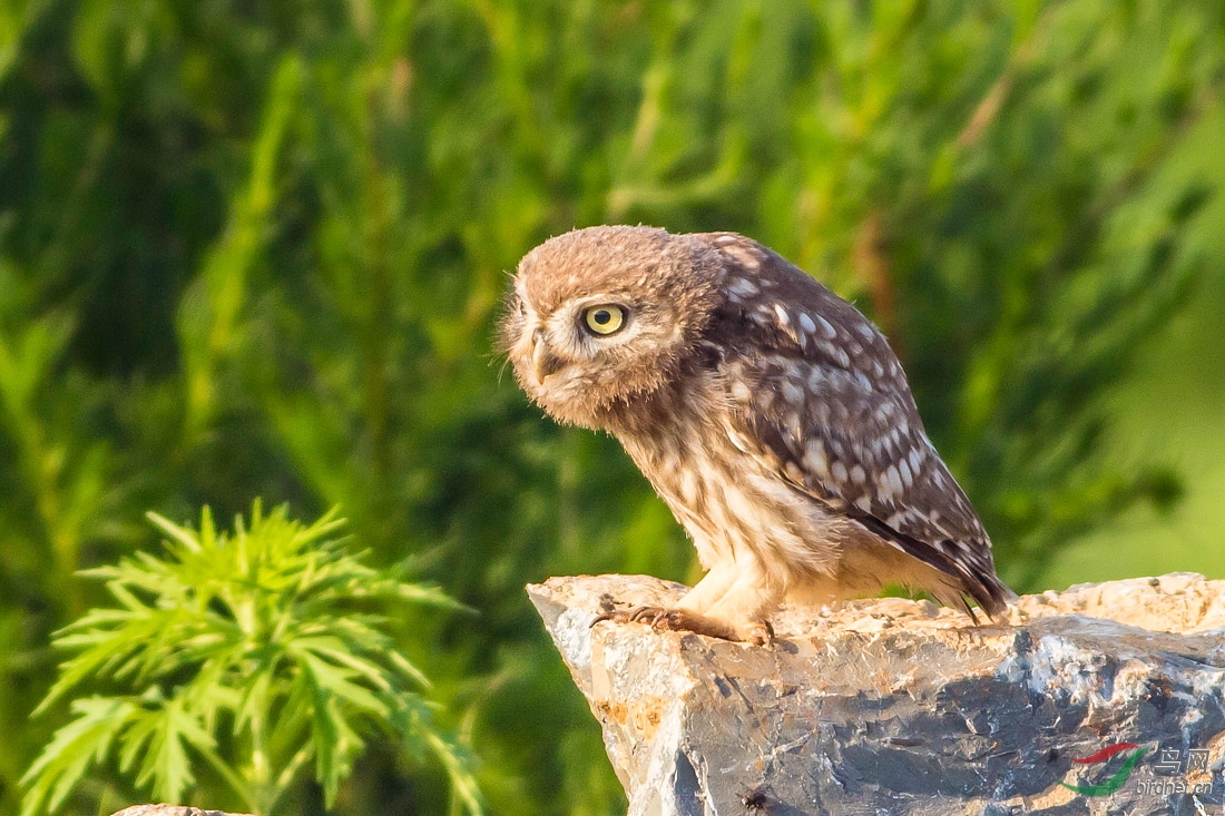 小猫幼崽 - 辽宁版 liaoning 鸟网