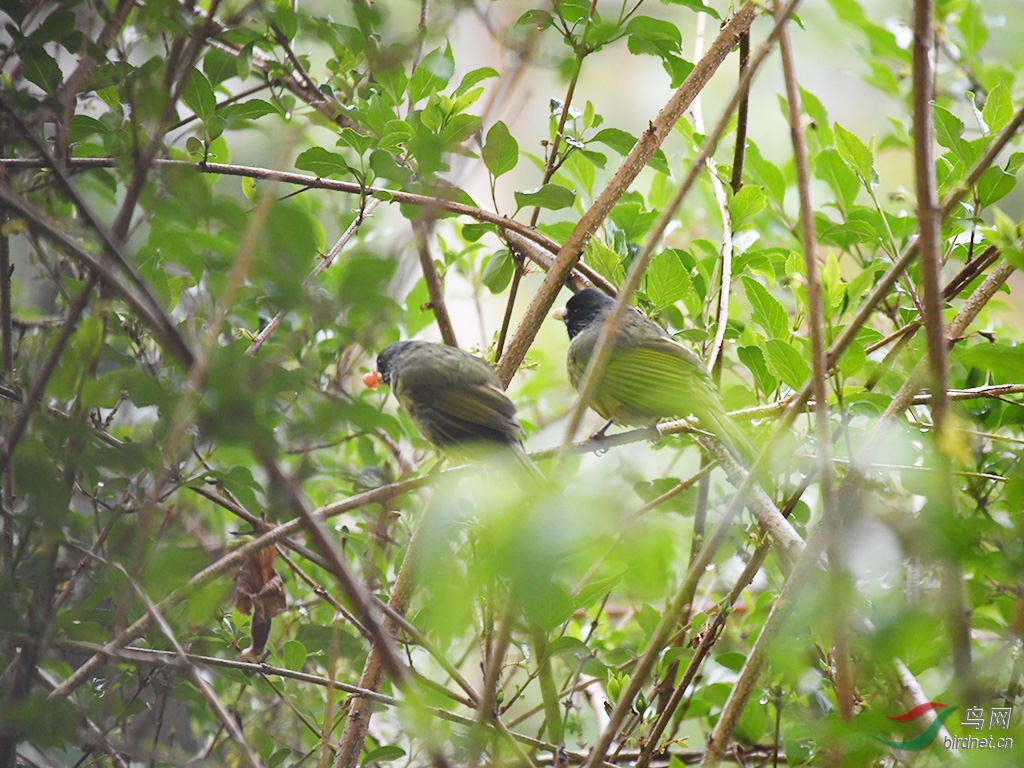 树上的鸟儿成双对