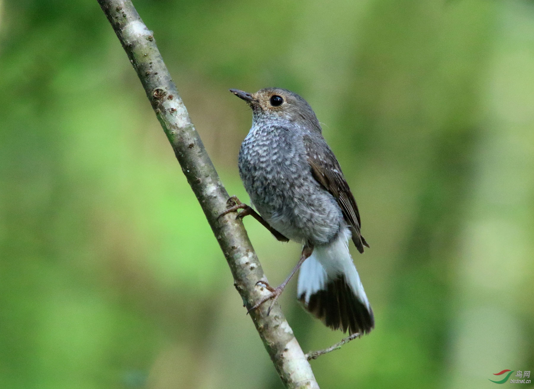 上枝的红尾水鸲(雌)