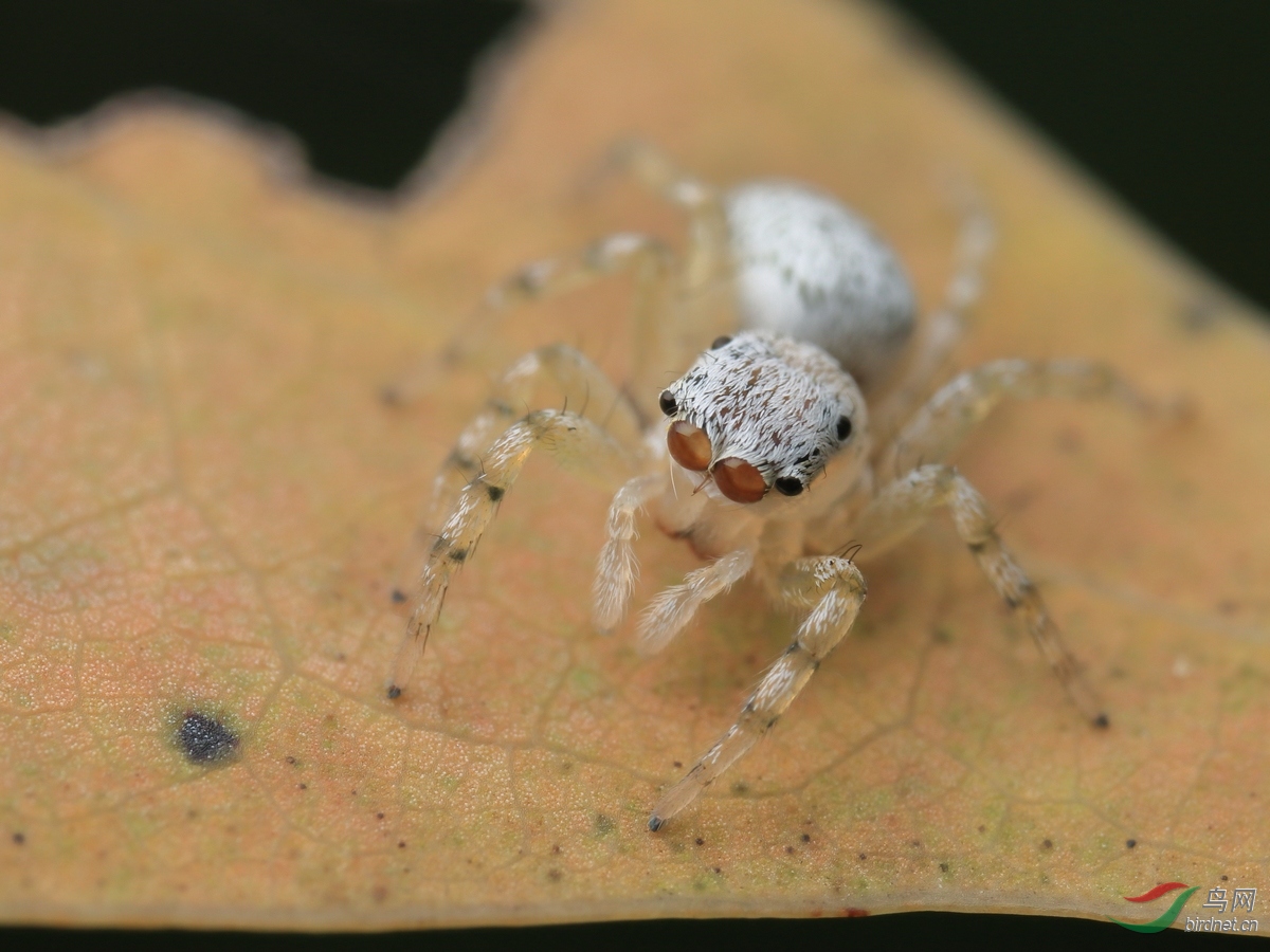 白色跳蛛老蛙百微习作