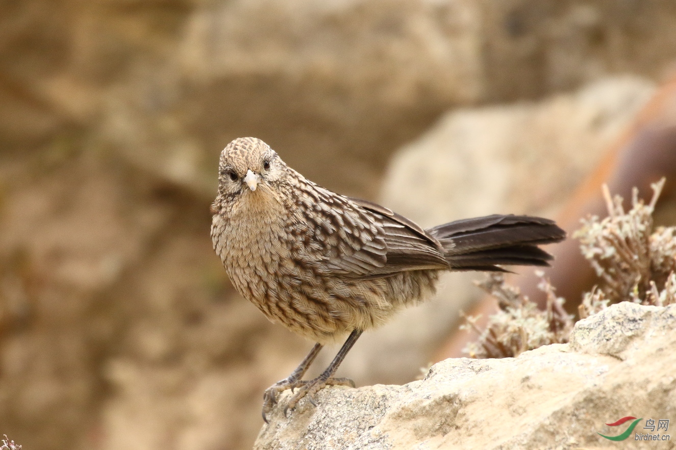 大草鹛:照我吗 - 台湾版 taiwan 鸟网
