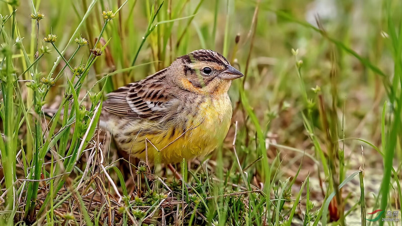 黄胸鹀荣获首页鸟类精华