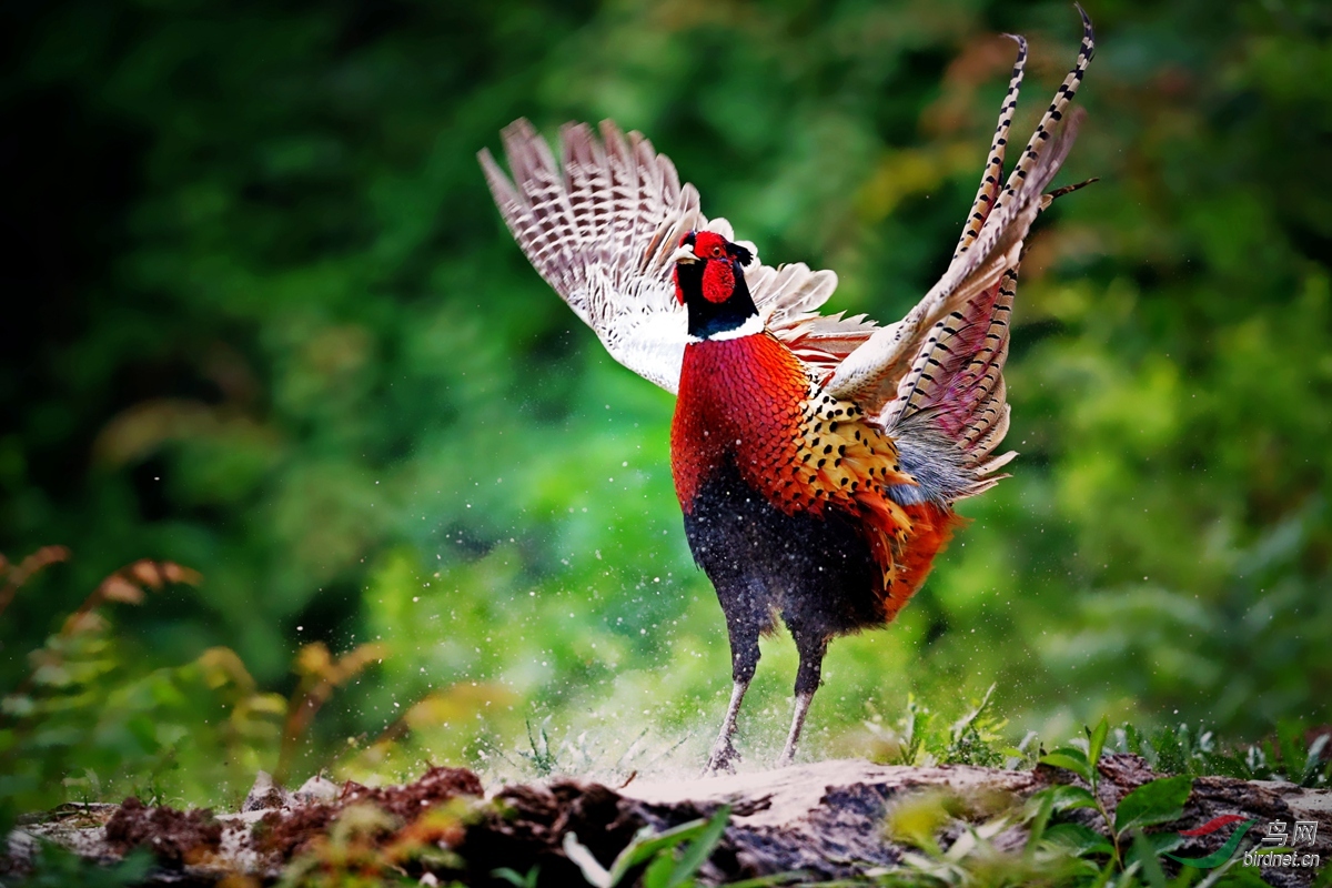 雄鸡振翅不为飞