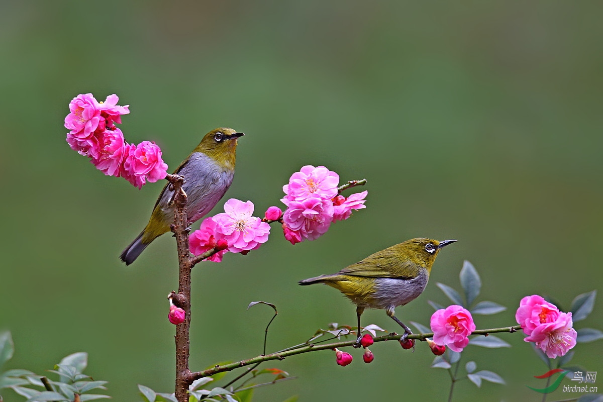 花鳥圖