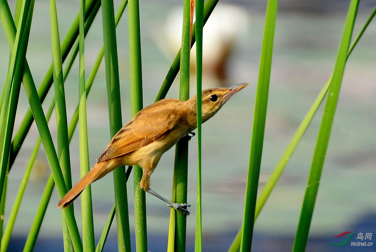 DSC_7384.JPG