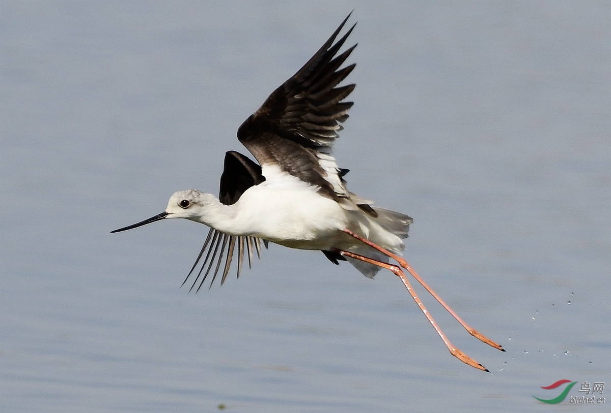 黑翅长脚鹬雌雄
