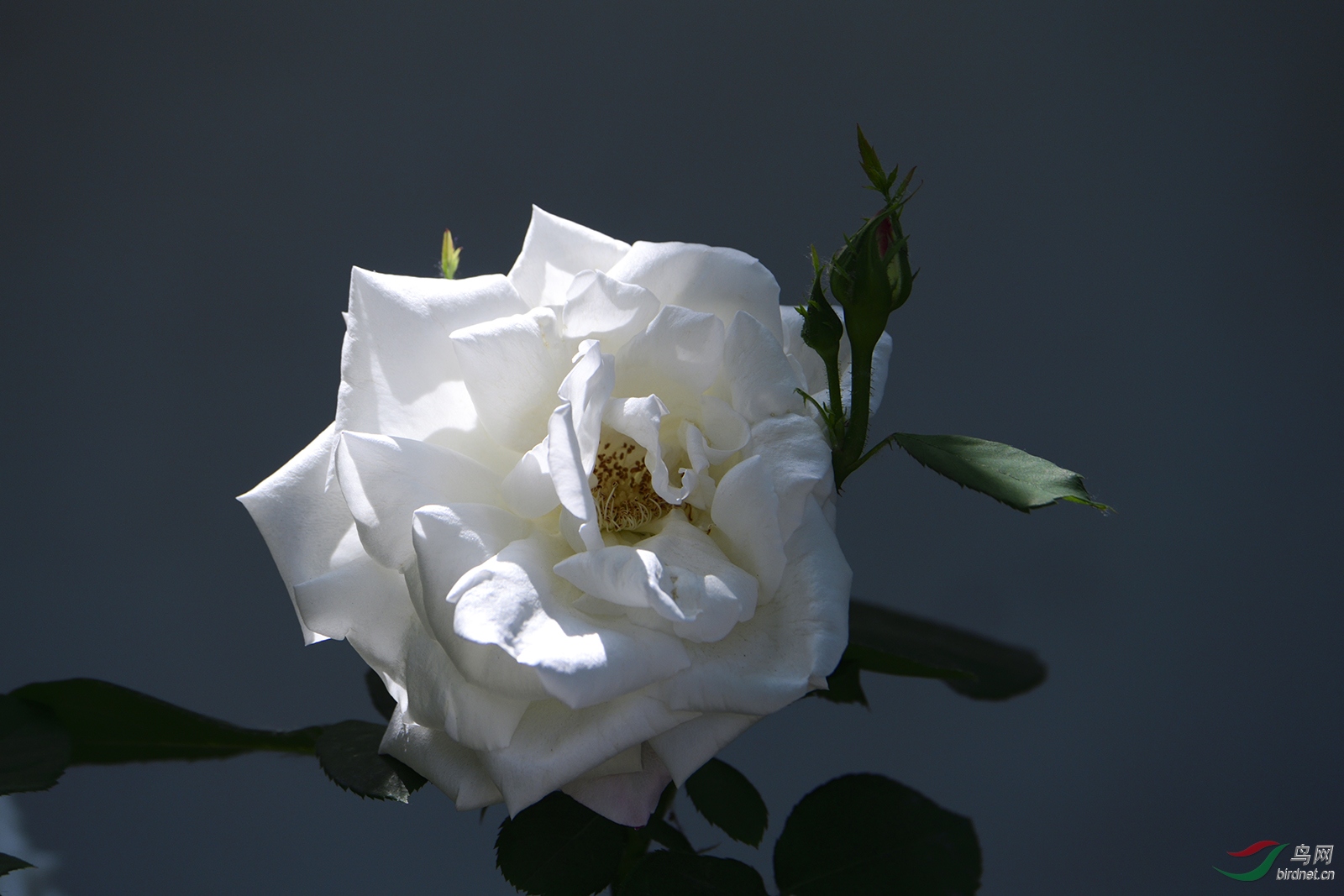 _D5S6716_2961a.jpg