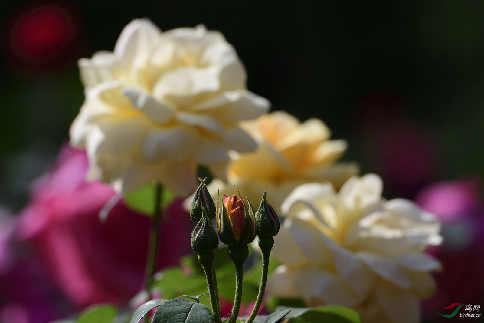 _D5S6679_2978a.jpg