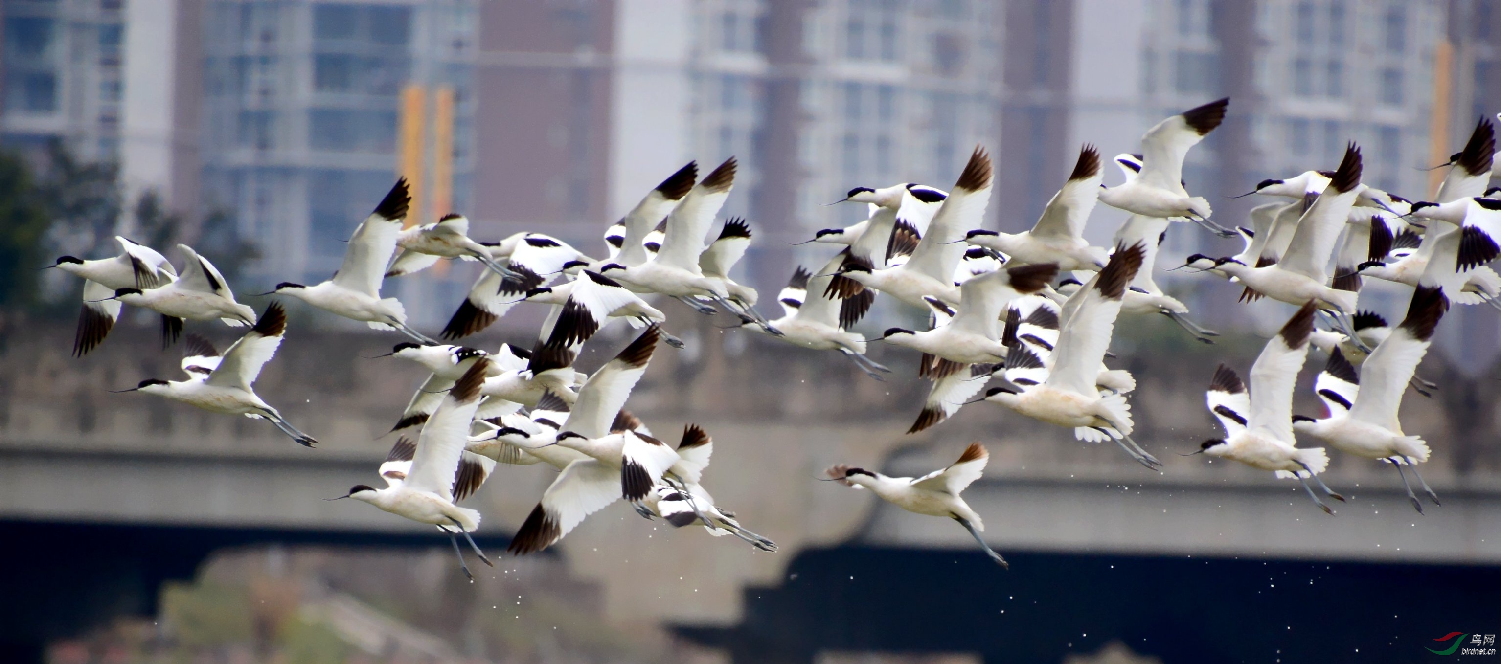 DSC_8724_conew1.jpg