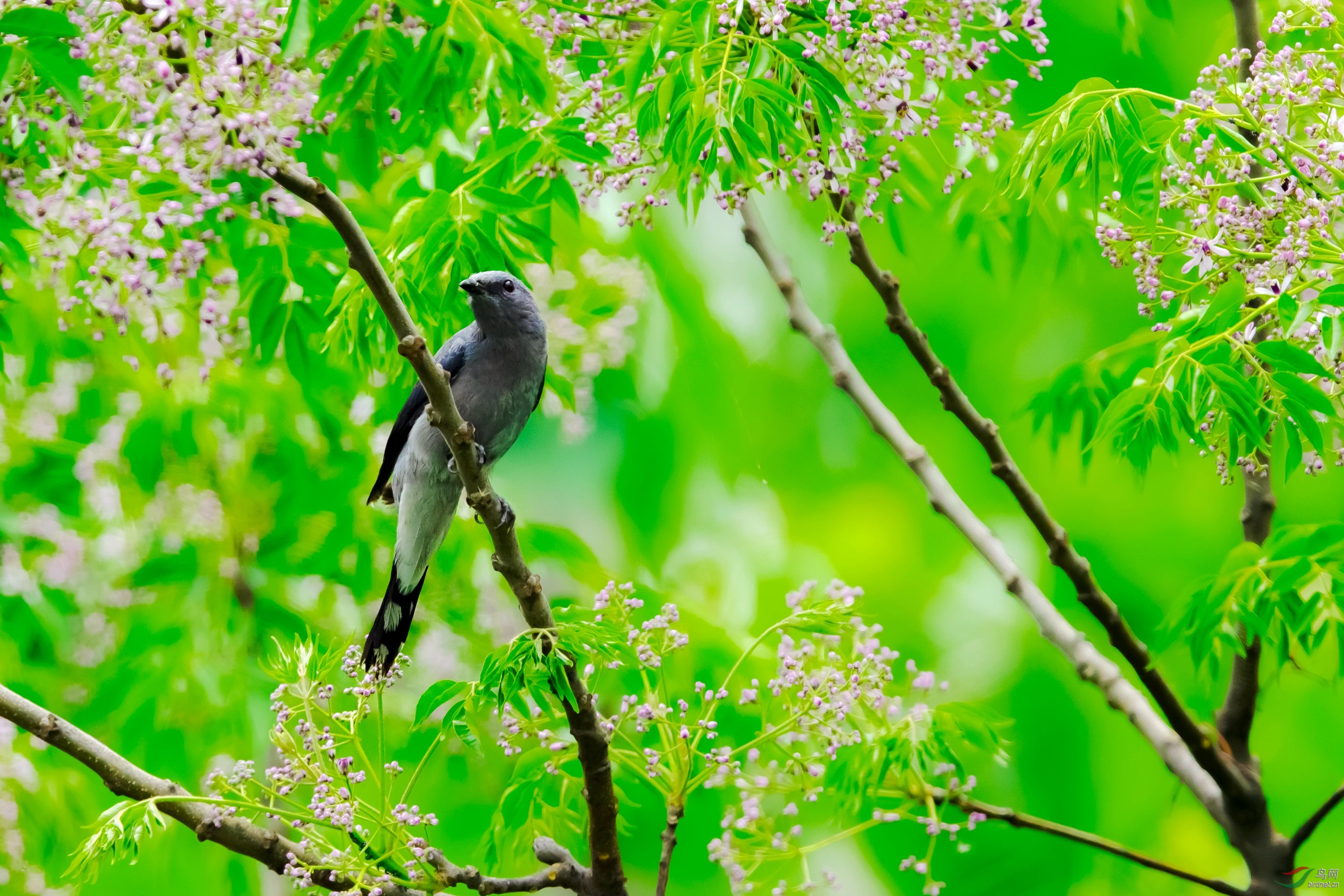 ���Ҿ��V1.jpg