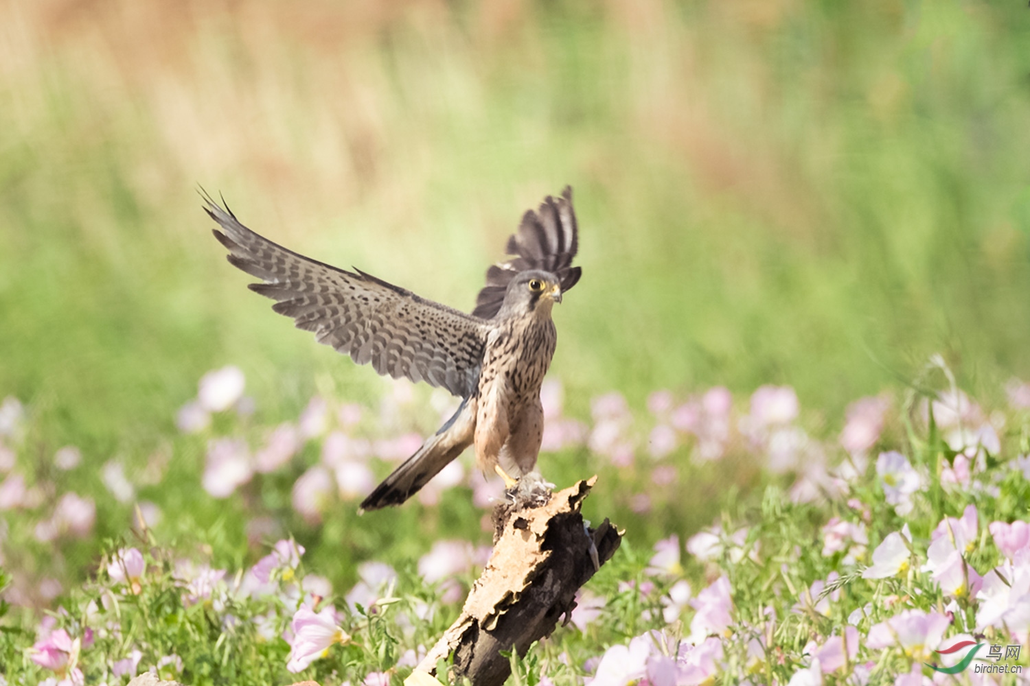 乌拉- 上海版 shanghai鸟网