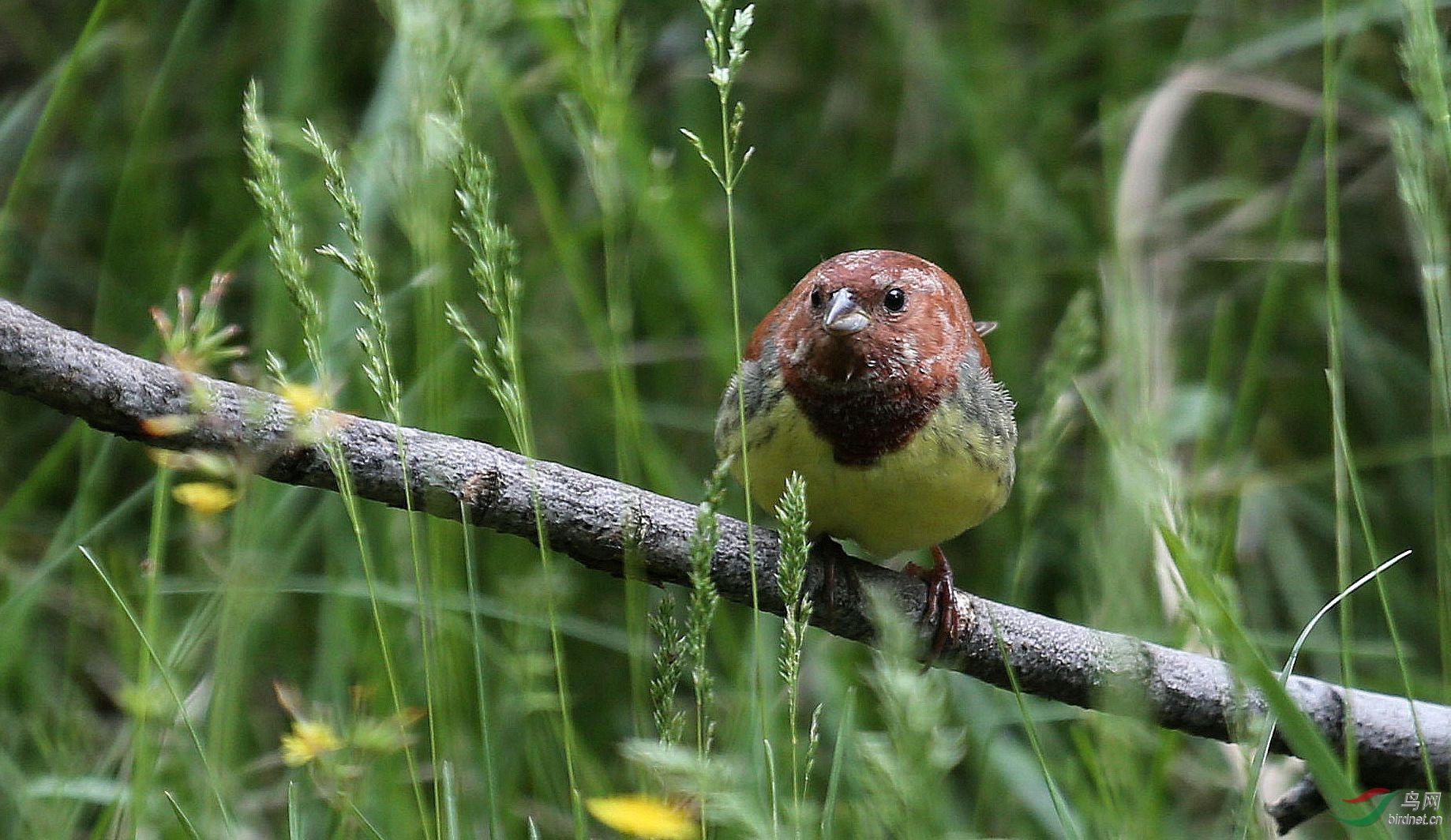 栗鹀 觅食 - 林鸟版 鸟网