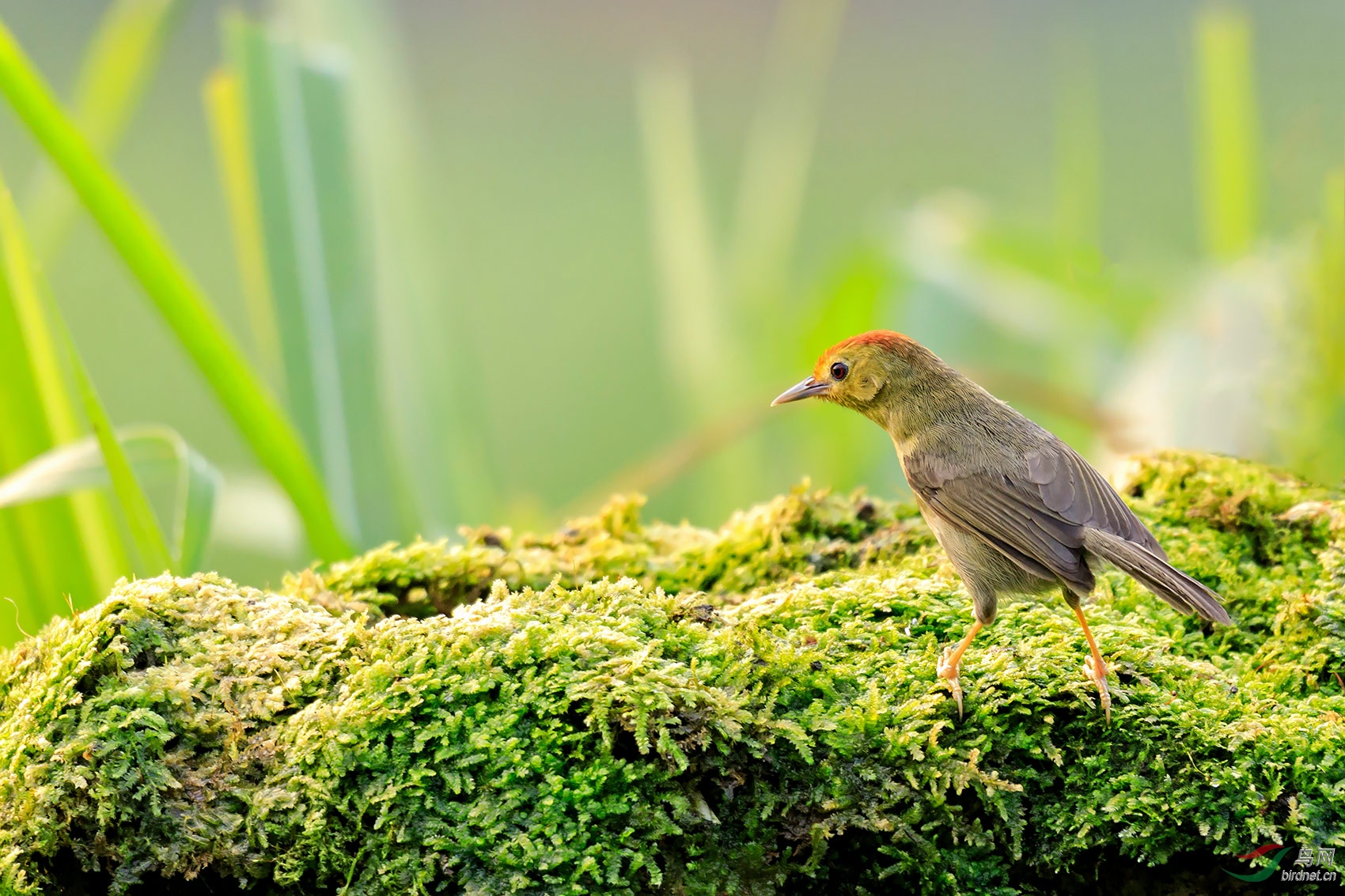 专注搜寻(红头穗鹛)