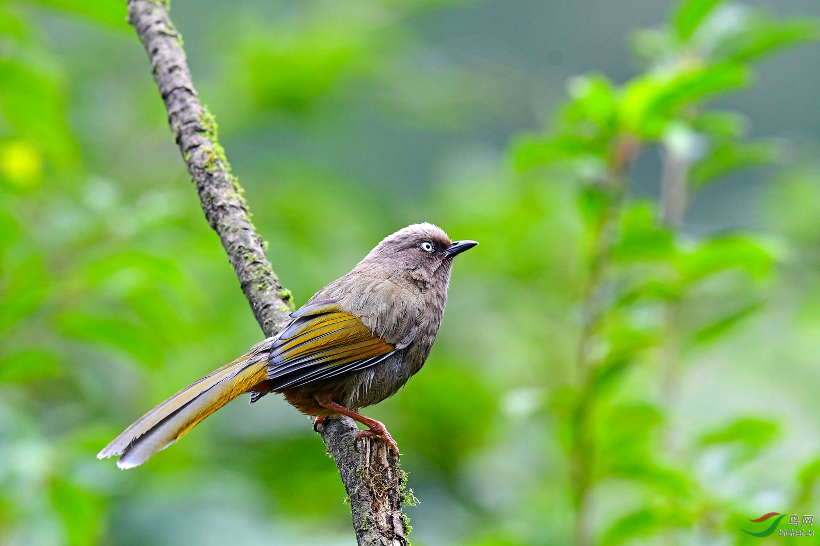 橙翅噪鹛 - 重庆版 chongqing 鸟网