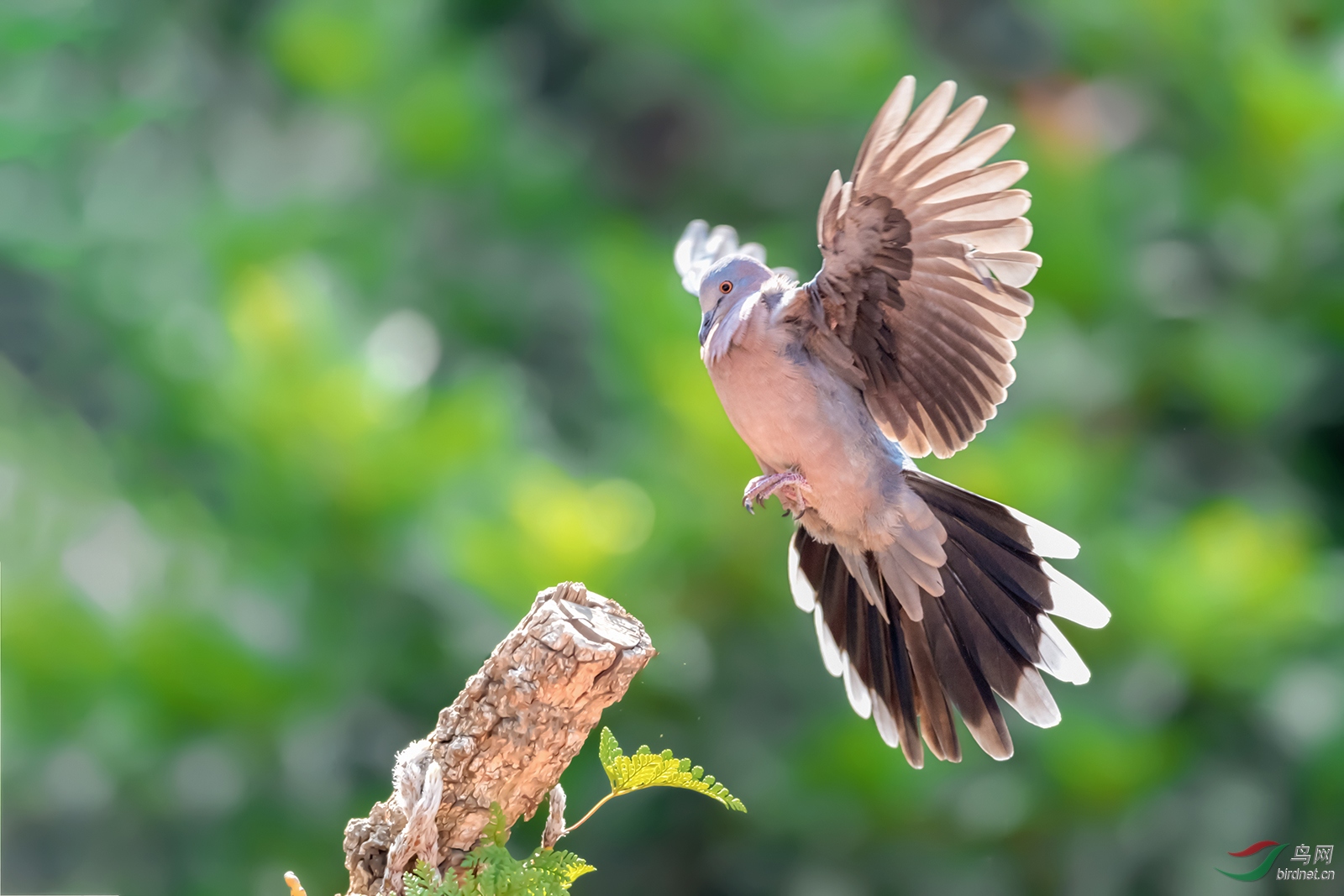 珠颈斑鸠飞行图片