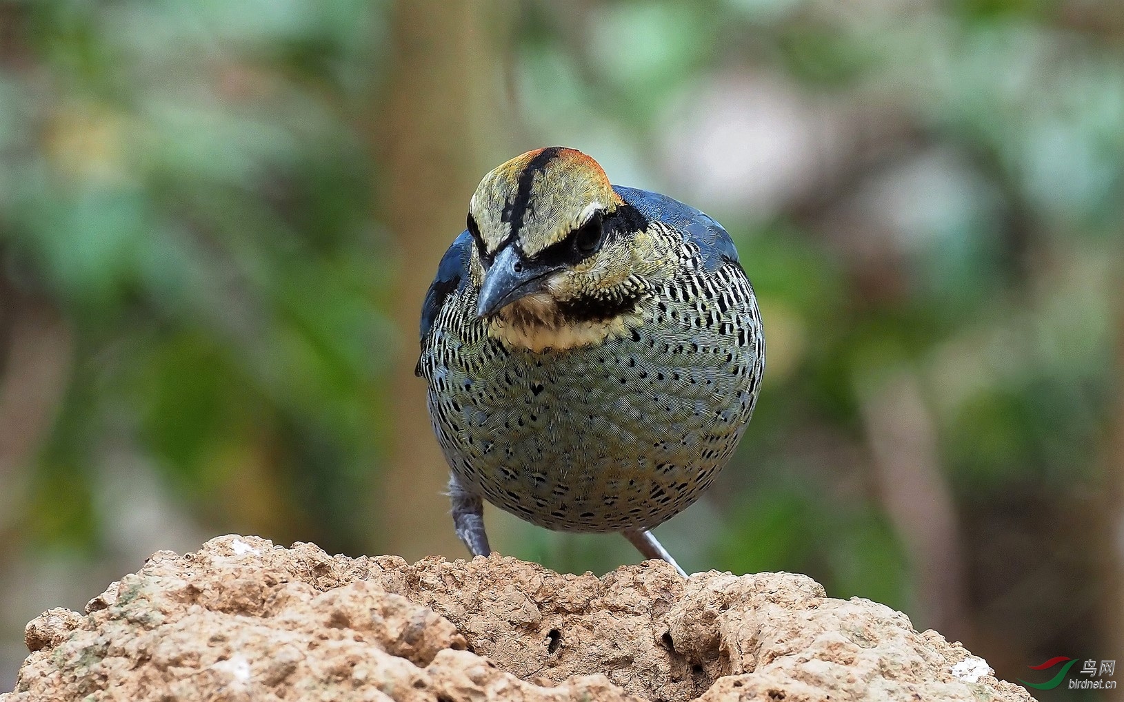 P3162647_����_DxO (����).jpg