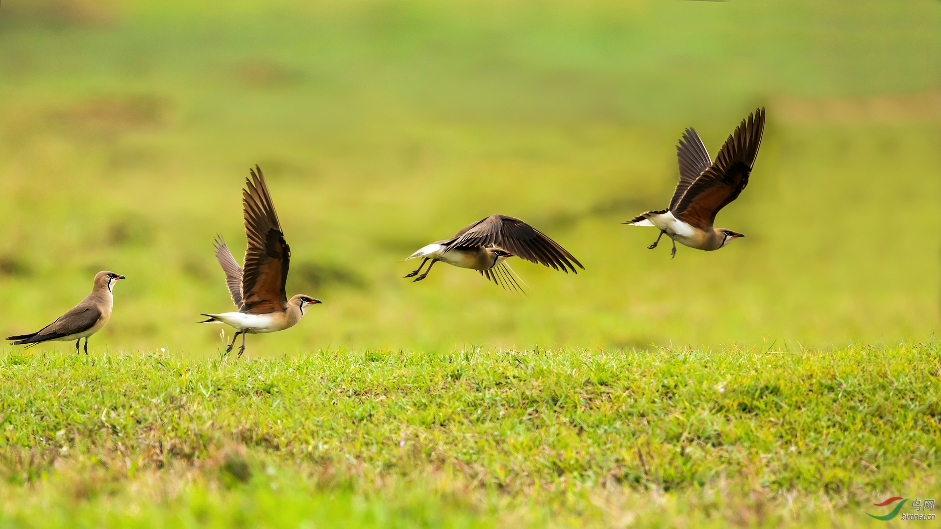 普通燕鸻三连拍