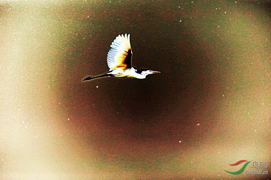 BW6I1109_����_����.jpg