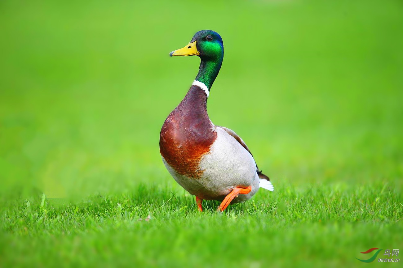 【北美绿头鸭】