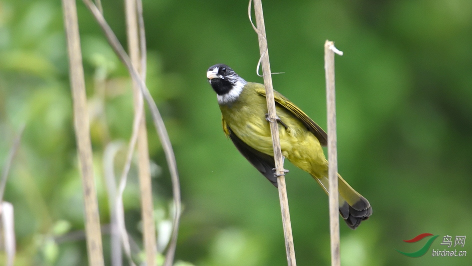 ��ȸ����