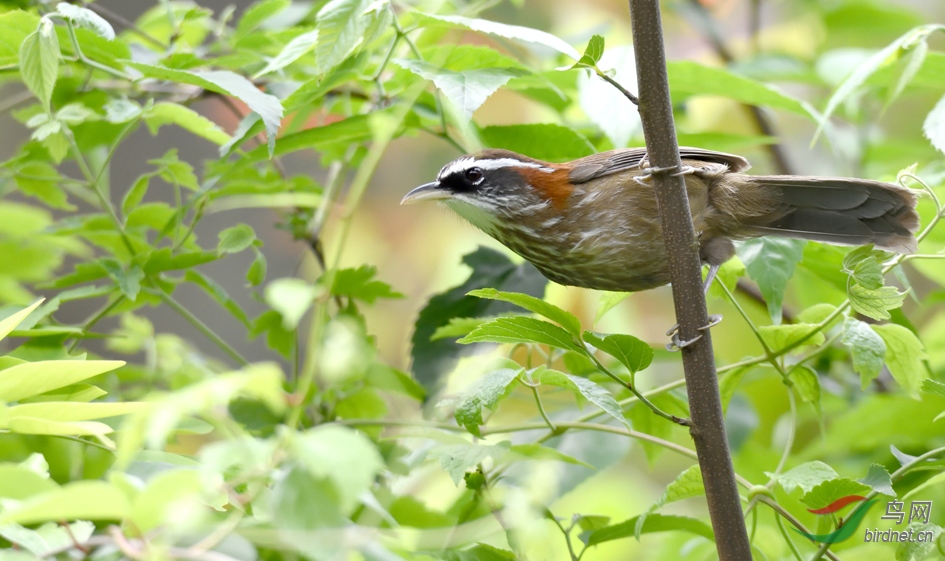 DSC_6206_00001.jpg