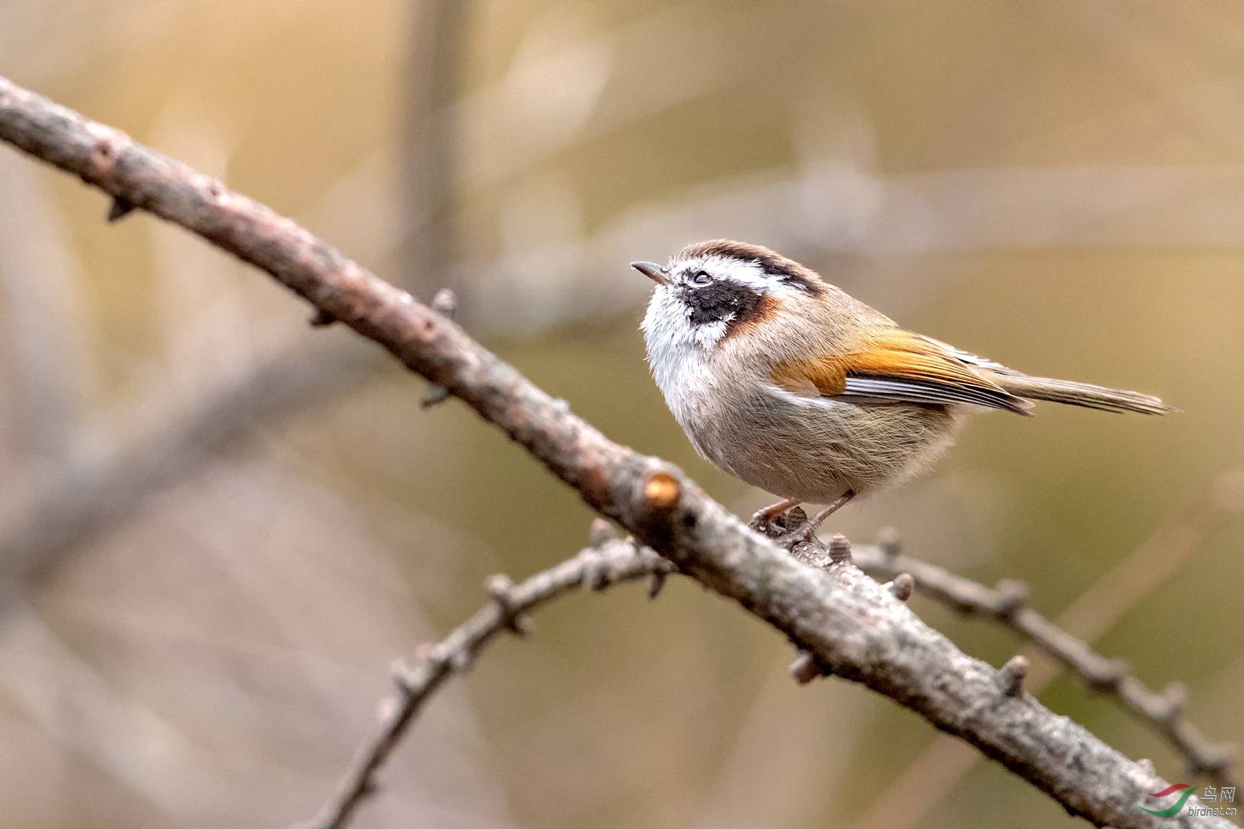 2019.5.8白眉雀鹛