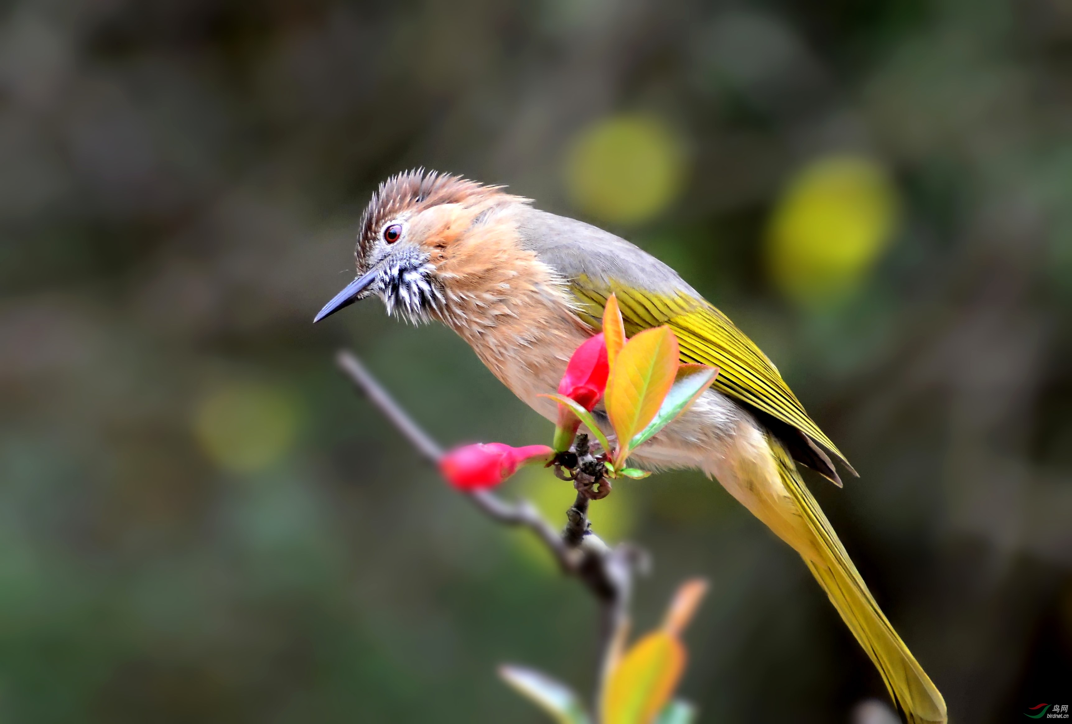DSC_8427_conew3.jpg