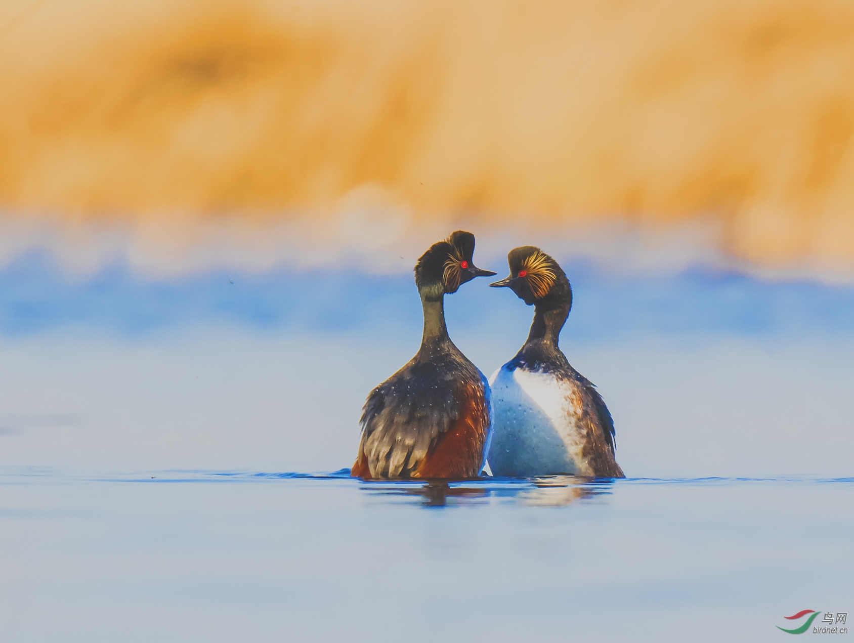 ����������ײ��