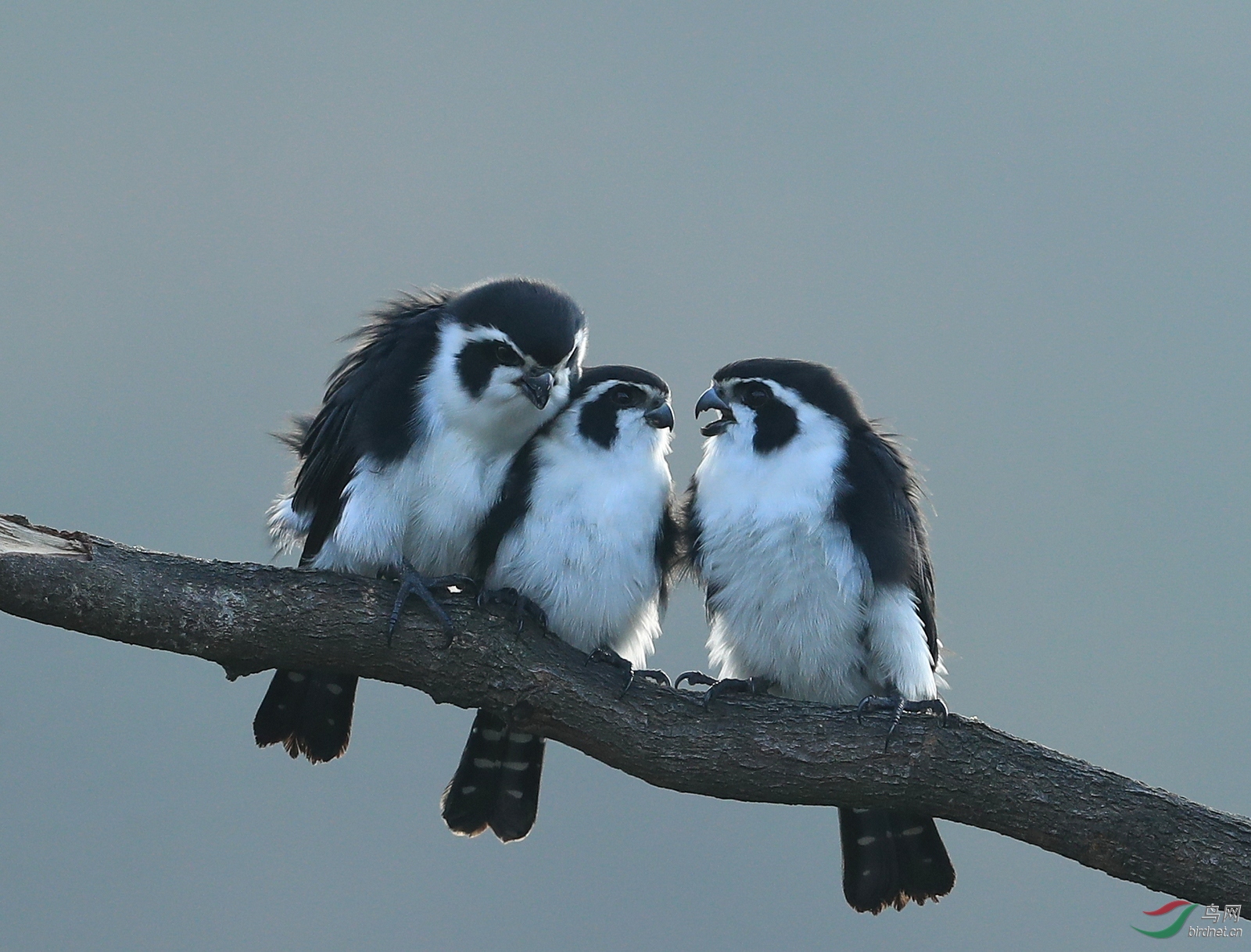 AI0I4196 - ����.JPG