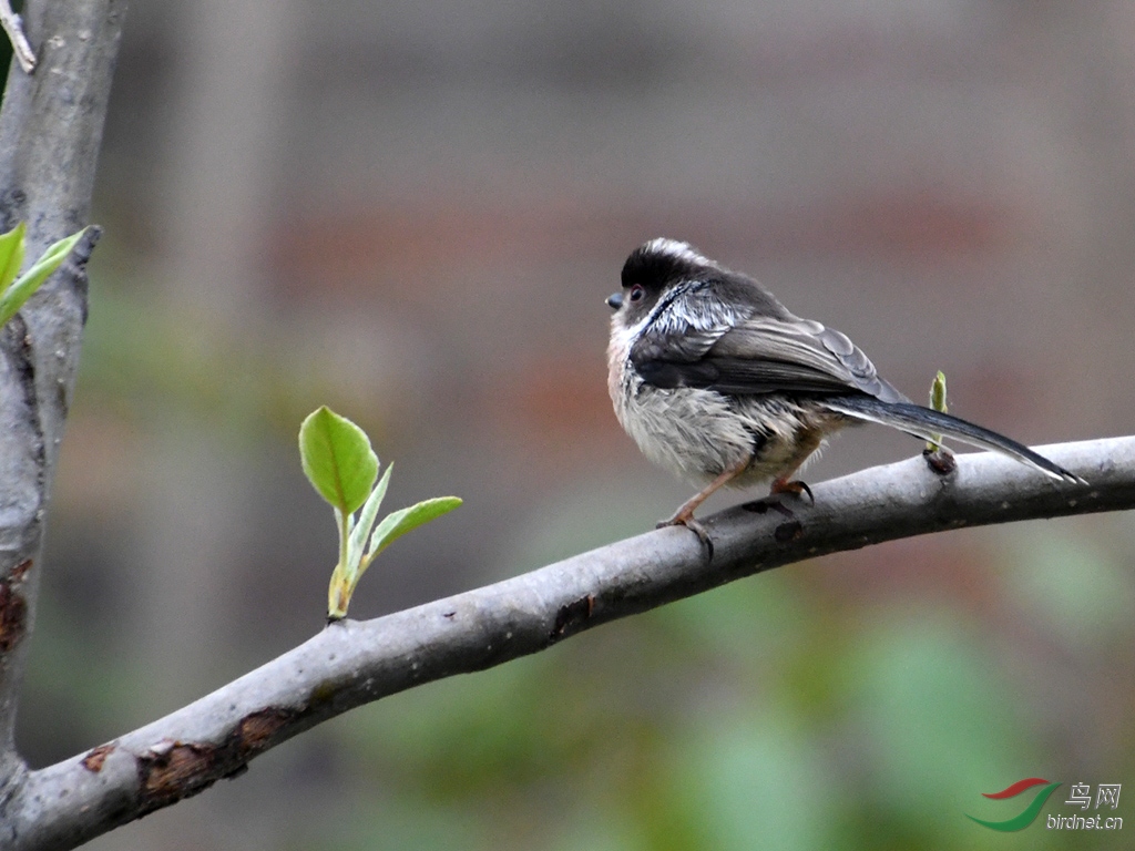 D50_1286.jpg