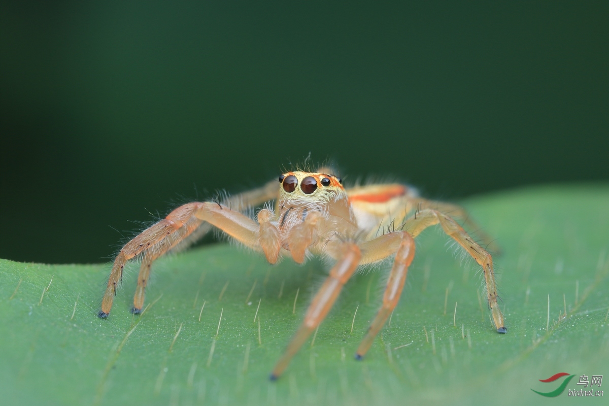 锯艳蛛老蛙百微习作贺获首页动物精华