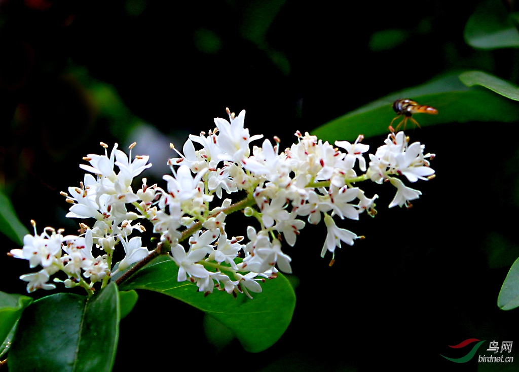 【花卉欣赏】《小蜡》