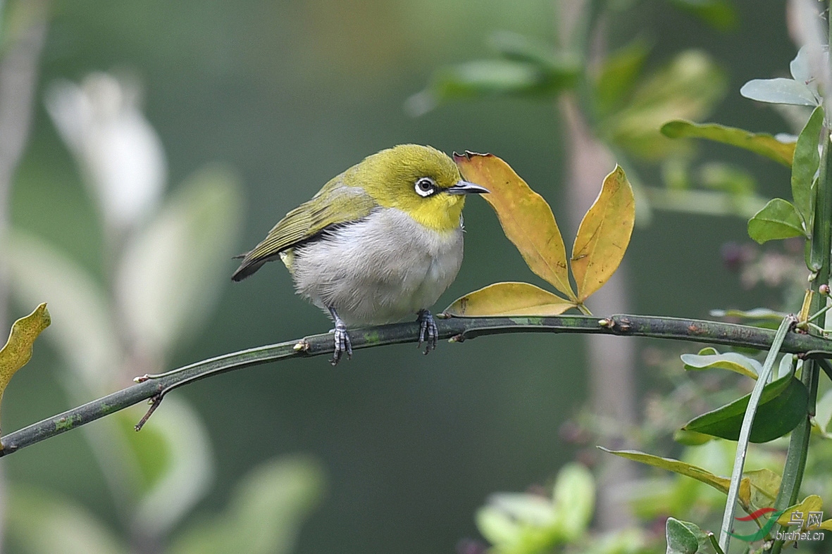 暗綠繡眼鳥