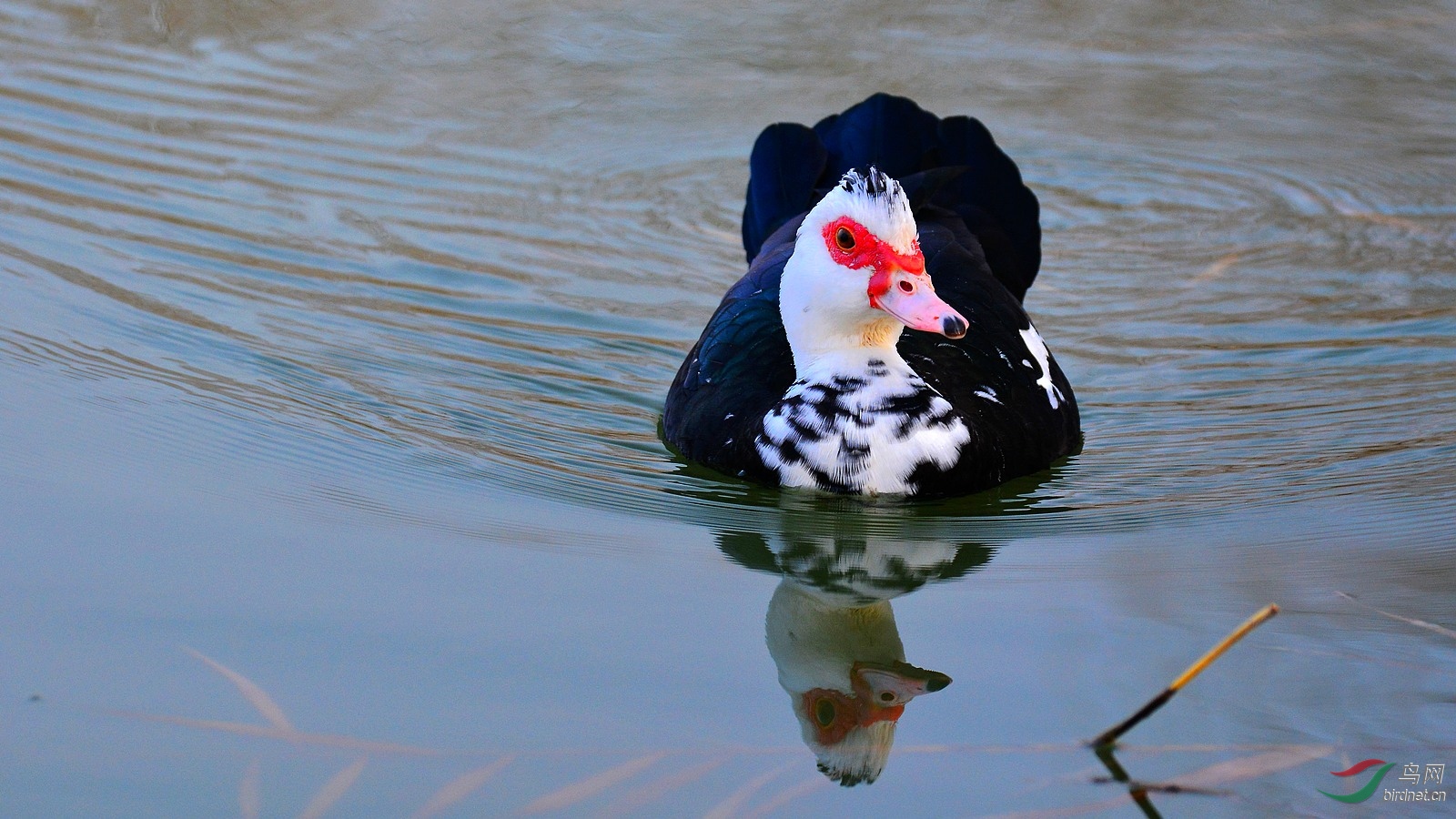 DSC_3974.JPG