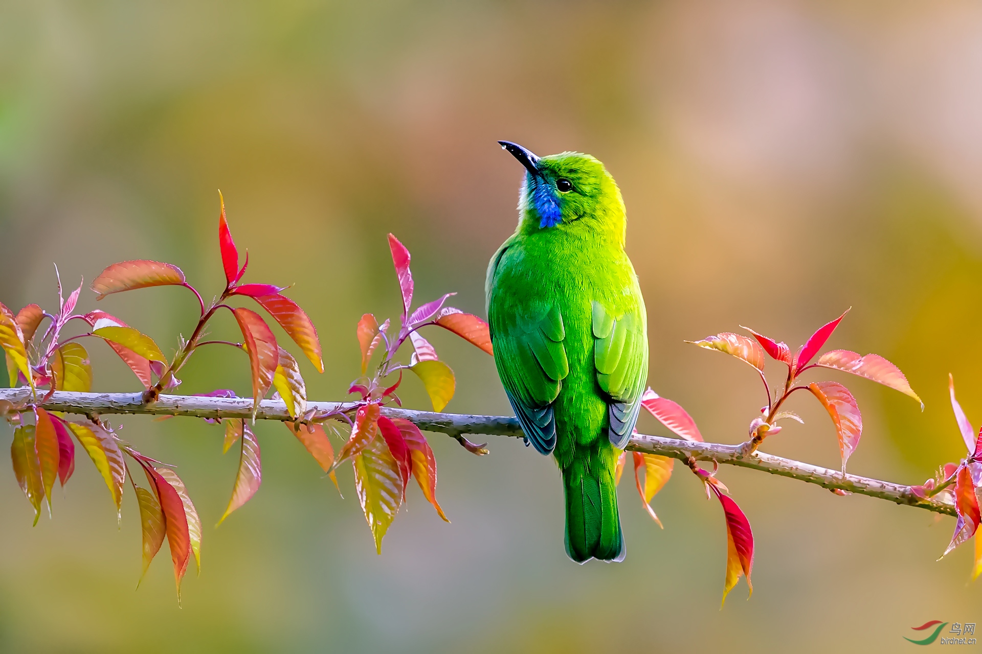 清晨的小鸟(恭贺荣获首页鸟类精华)