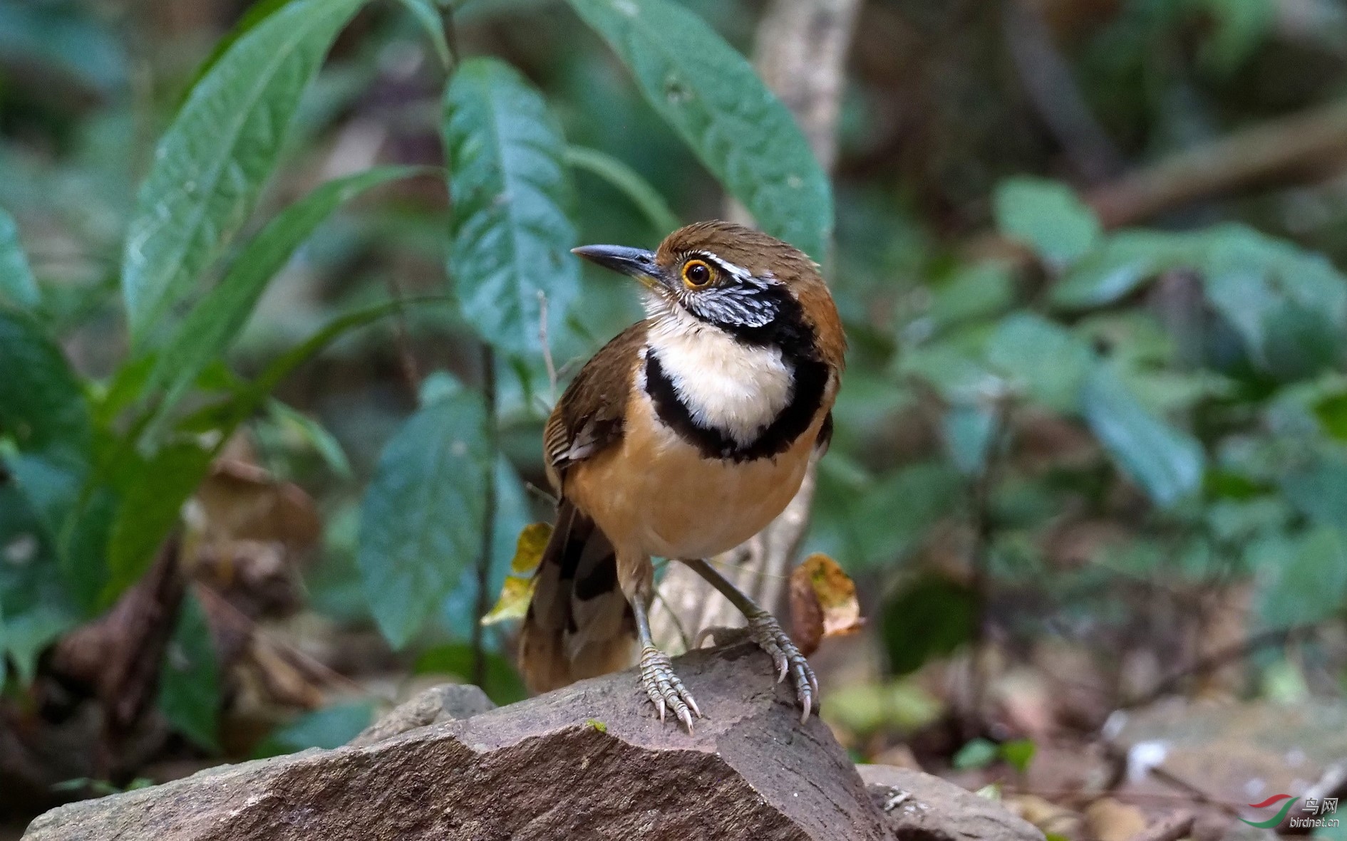 一道泰国菜小黑领噪鹛