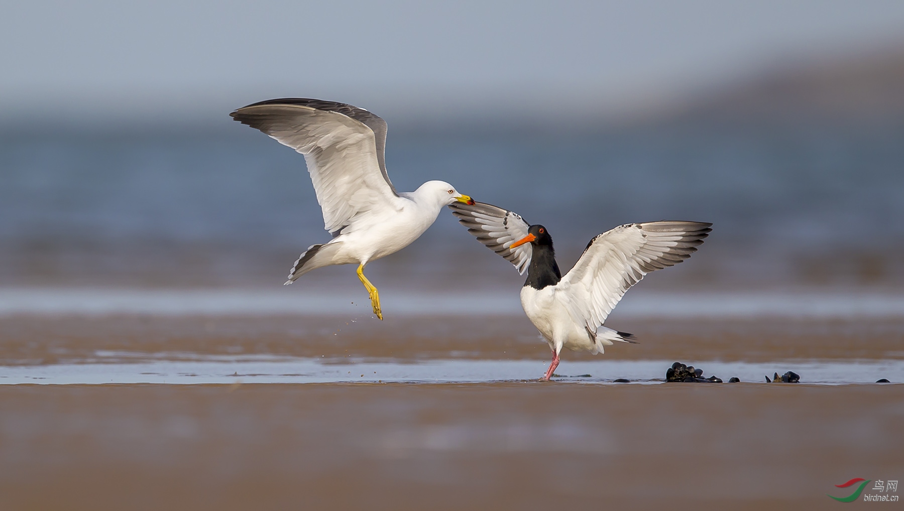 ��Ÿ������