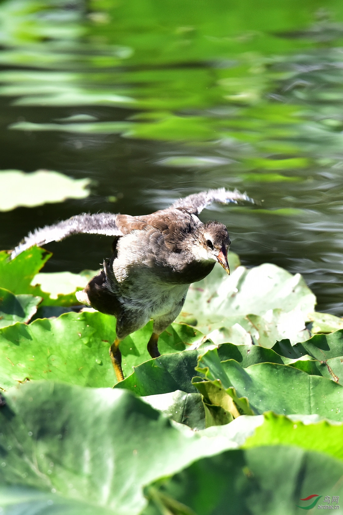 DSC_0932.JPG