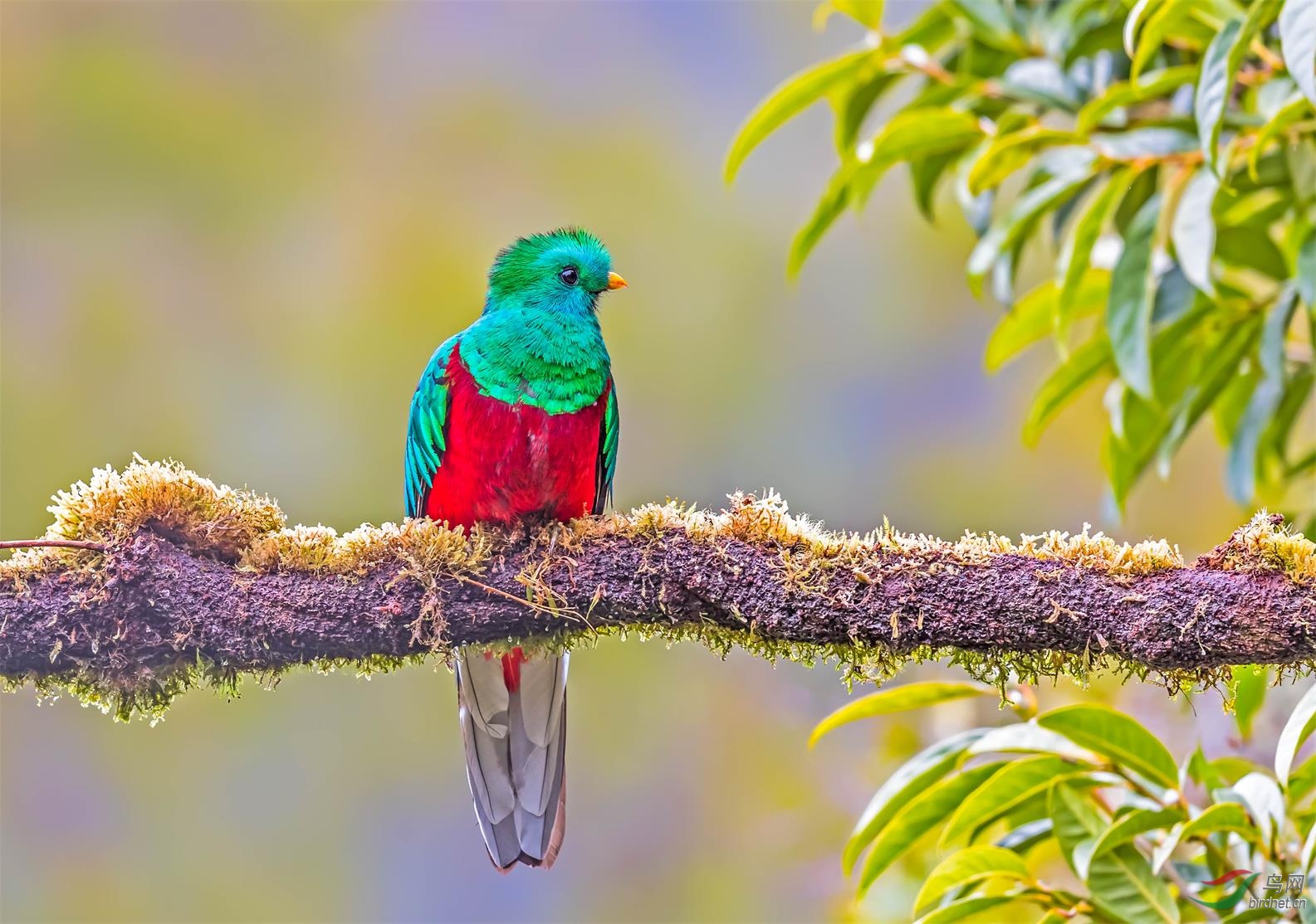 凤尾绿咬鹃贺获鸟网首页鸟类精华