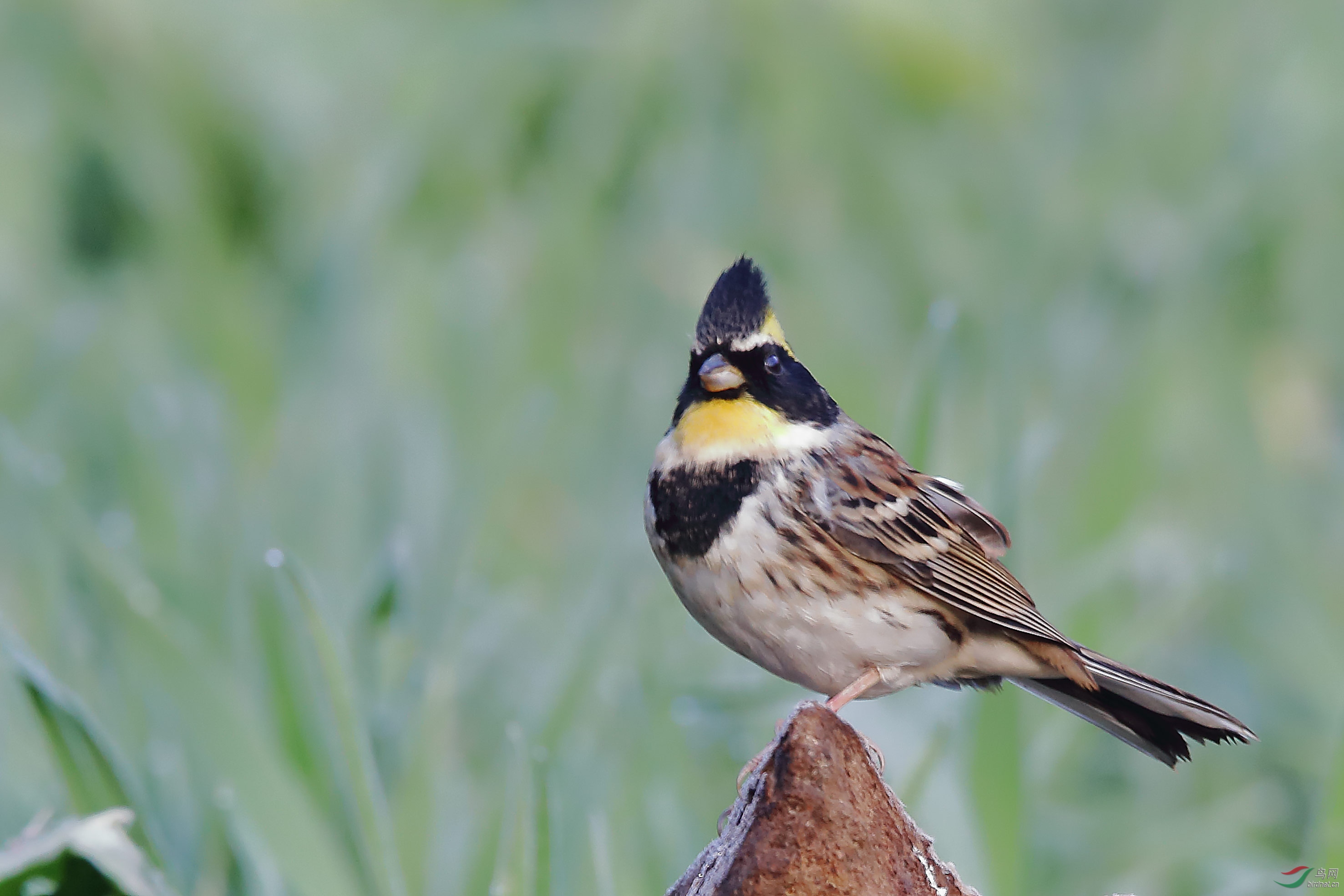 黄喉鹀 - 皇城根拍鸟e族鸟网